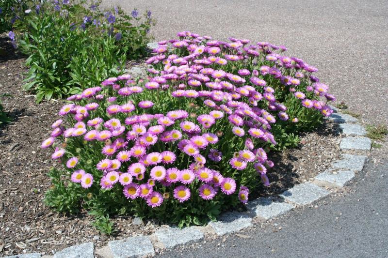 Aster alpinus pinkie - алпийска астра (1397)